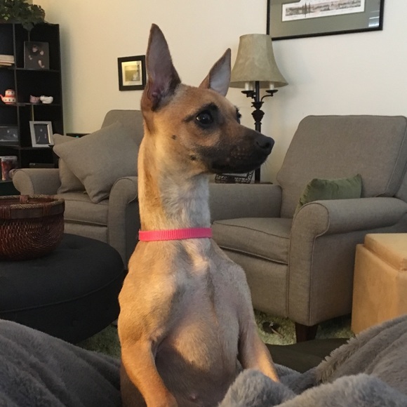 Meet your Posher, Olivia - Picture 8 of 9